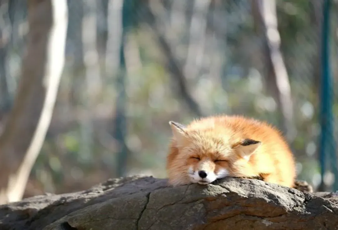 藏王狐狸村