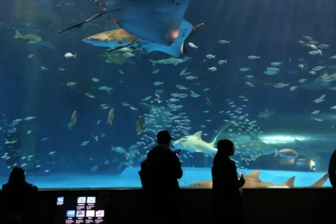 山陰山陽～宮島嚴島神社、瀨戶內海巡航、島根AQUAS水族館、名城名園名景七日-10