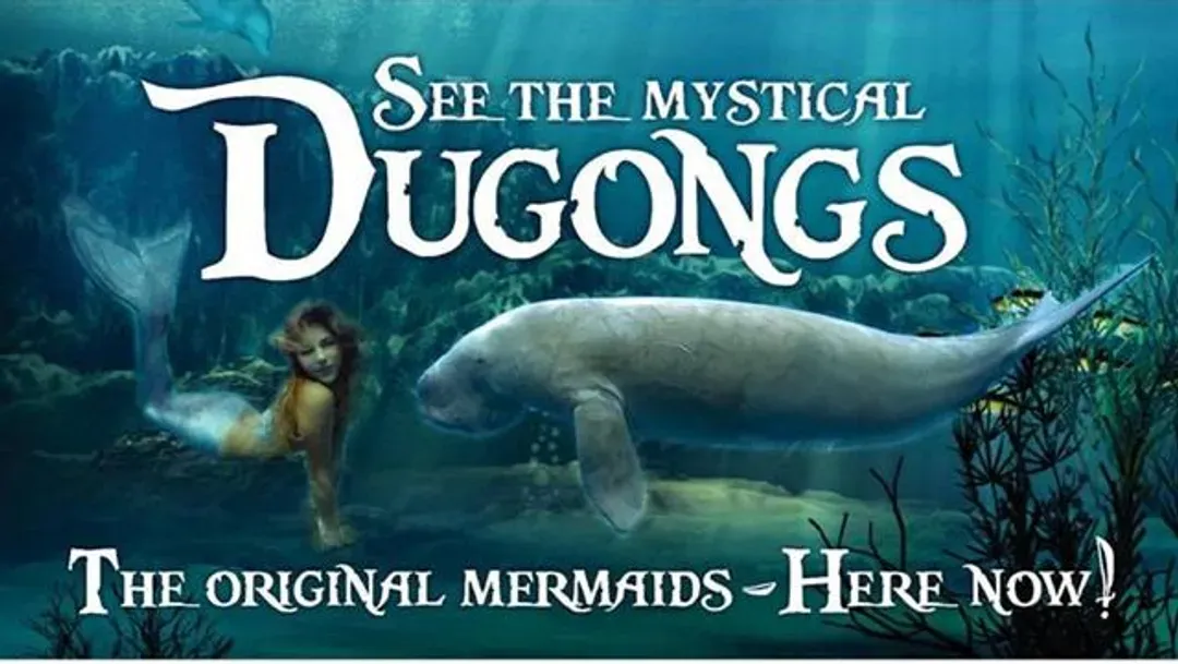 雪梨精采體驗