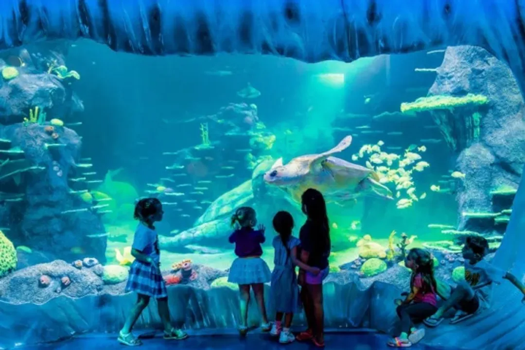 野生世界、水族館
