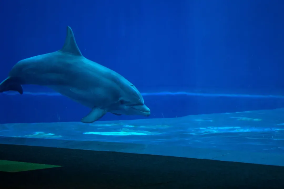 【新春賀歲、MSC亞細亞號郵輪、早鳥優惠】愛戀西地中海、巴塞隆納啟航、熱那亞水族館、馬賽進行曲12日-13