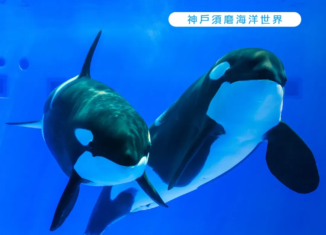 繽紛星體驗關西四都5日.全新開幕神戶須磨海洋世界.嵐山叮叮車.米其林清水寺.奈良小鹿.和牛龍蝦燒肉(星宇)