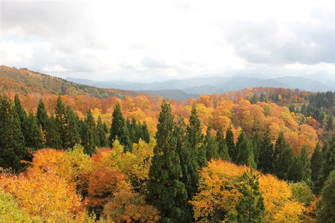 楓紅東北旅遊|全程溫泉.青森奧入瀨溪.森吉山纜車.秋田內陸鐵道.猊鼻溪遊船.螃蟹美食.百選溫泉~南三路觀洋五日