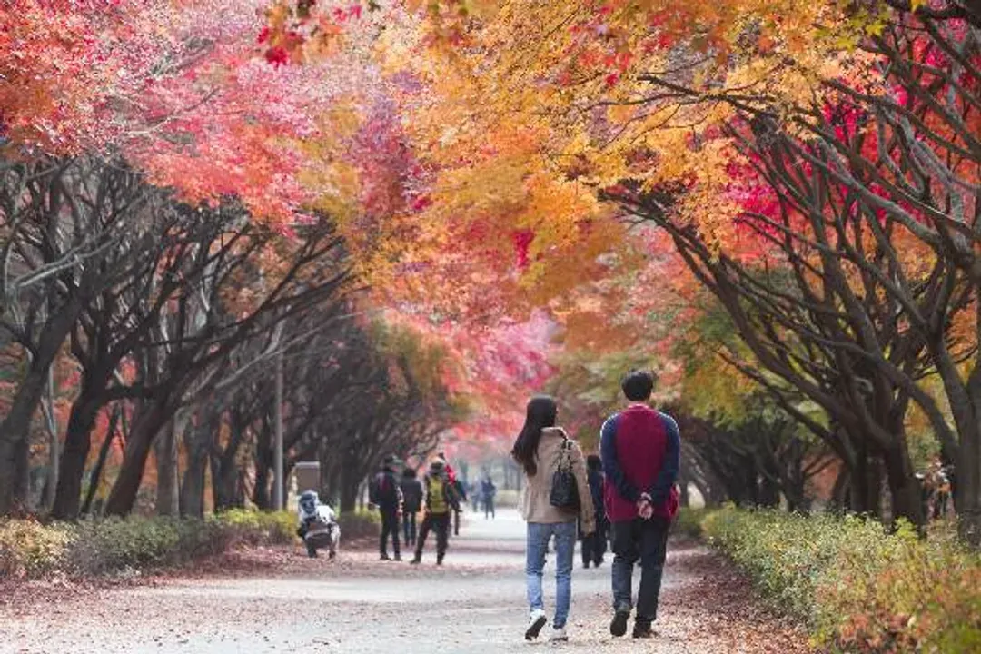 韓國紅葉大賞