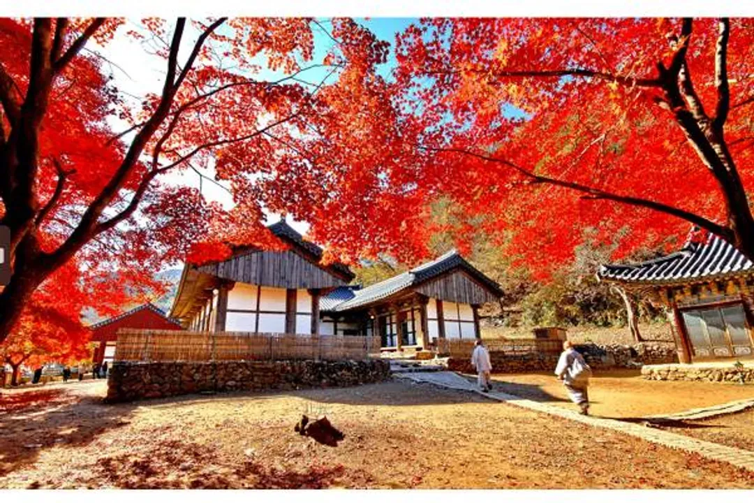 韓國紅葉大賞