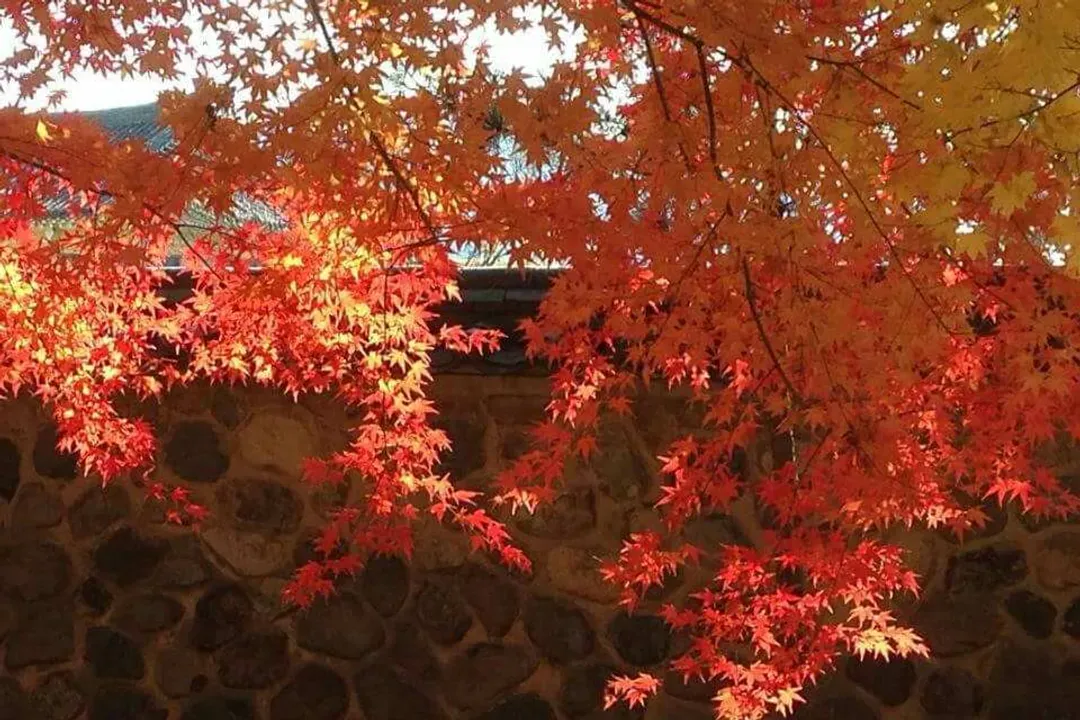 漢拏山國家公園(賞楓、1100高地)