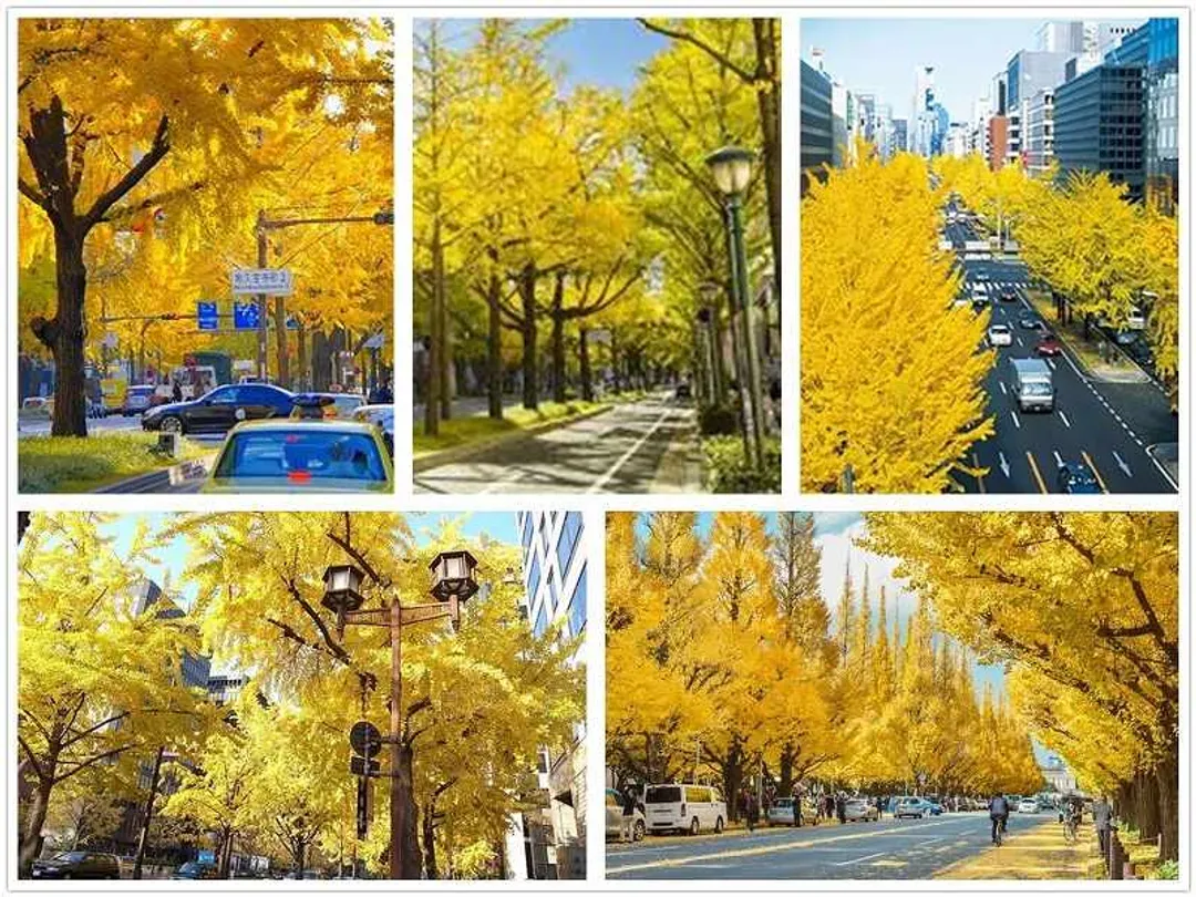 關西紅葉超值選～大原三千院、京都廣隆寺、嵐山渡月橋、大阪輕鬆漫遊五日-6