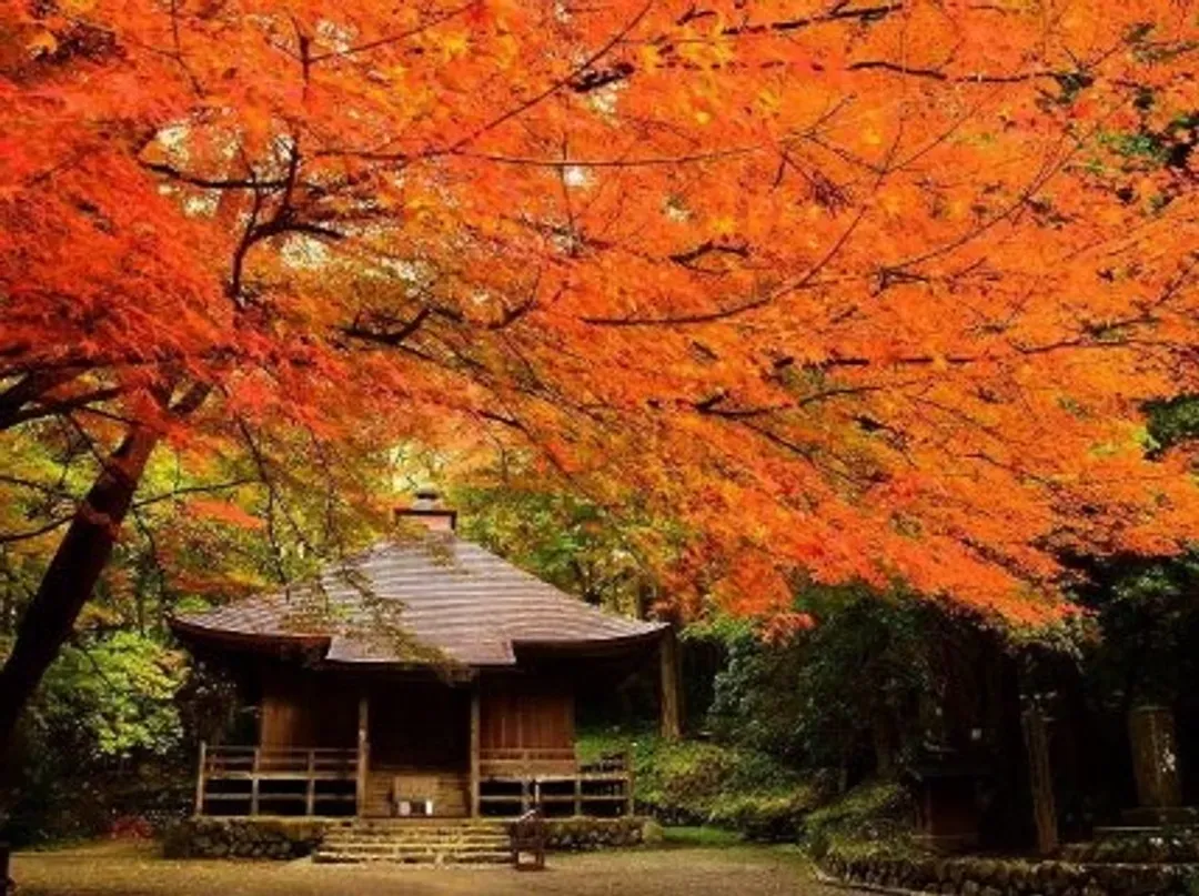 中尊寺(賞楓;世界遺產)