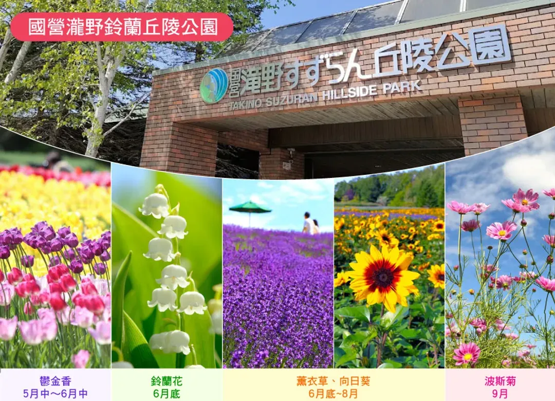 【熱賣】北海道夢幻花之旅6日.鈴蘭山谷.企鵝萌寵.富良野美瑛花田.洞爺湖花火.夏燈路.雙溫泉.三大螃蟹吃到飽(千千)