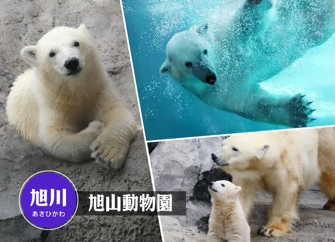 【熱賣】北海道夢幻花之旅6日.鈴蘭山谷.企鵝萌寵.富良野美瑛花田.洞爺湖花火.夏燈路.雙溫泉.三大螃蟹吃到飽(千千)-6
