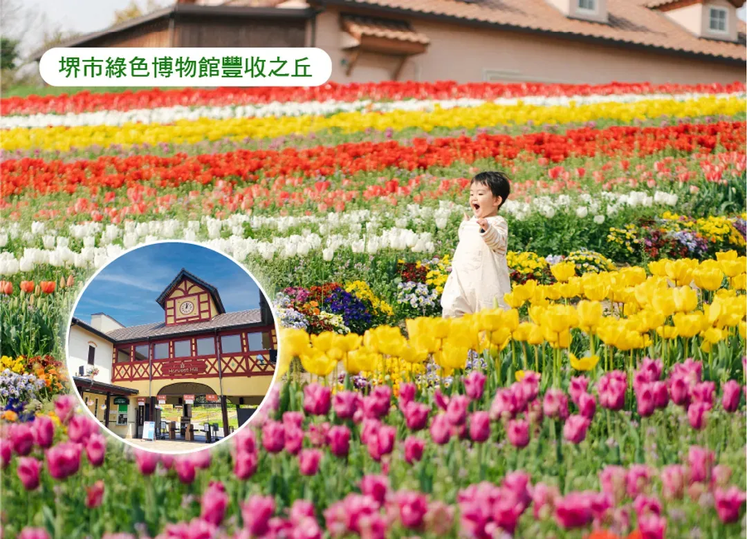高雄出發.華航特惠選關西5日.貓咪列車.璀璨花海.黑潮市場.米其林清水寺.伏見稻荷大社.奈良小鹿.季節海鮮.燒肉吃到飽