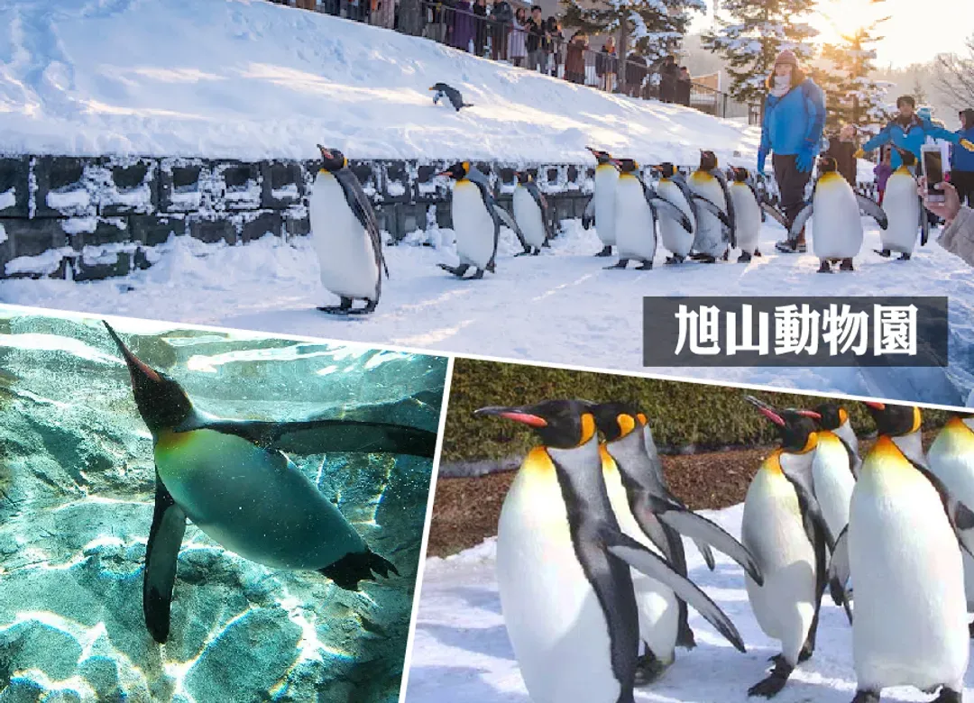 銀雪繽紛北海道破冰船6日.熱汽球體驗.企鵝遊行.冰釣戲雪四合一.敘敘苑燒肉.螃蟹美食 (入住三溫泉)-5
