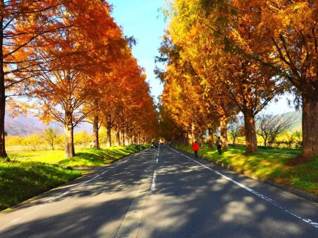 水杉林蔭大道(紅葉)
