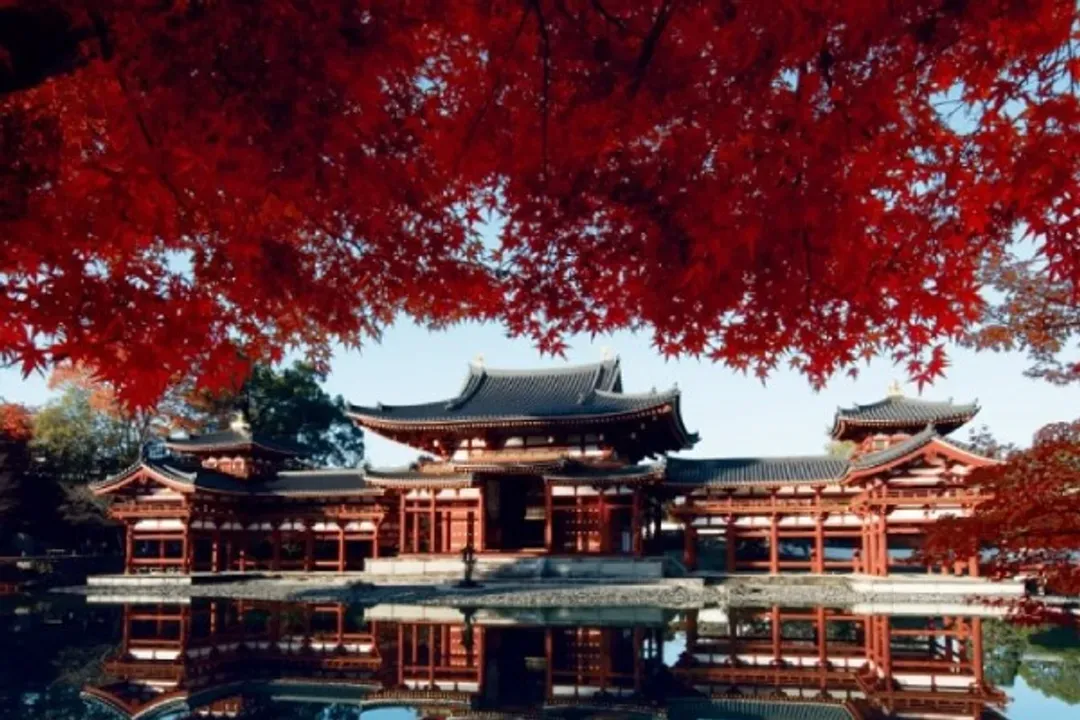 平等宇治茶香(紅葉)