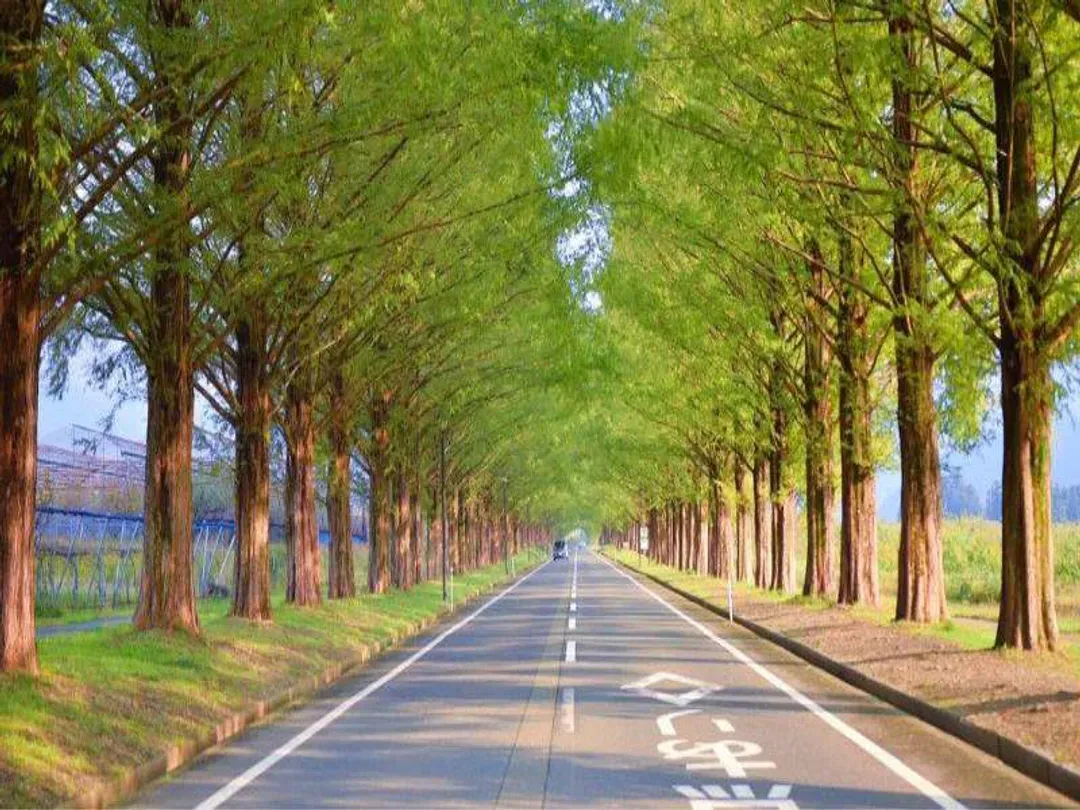 水杉林蔭大道(紅葉)
