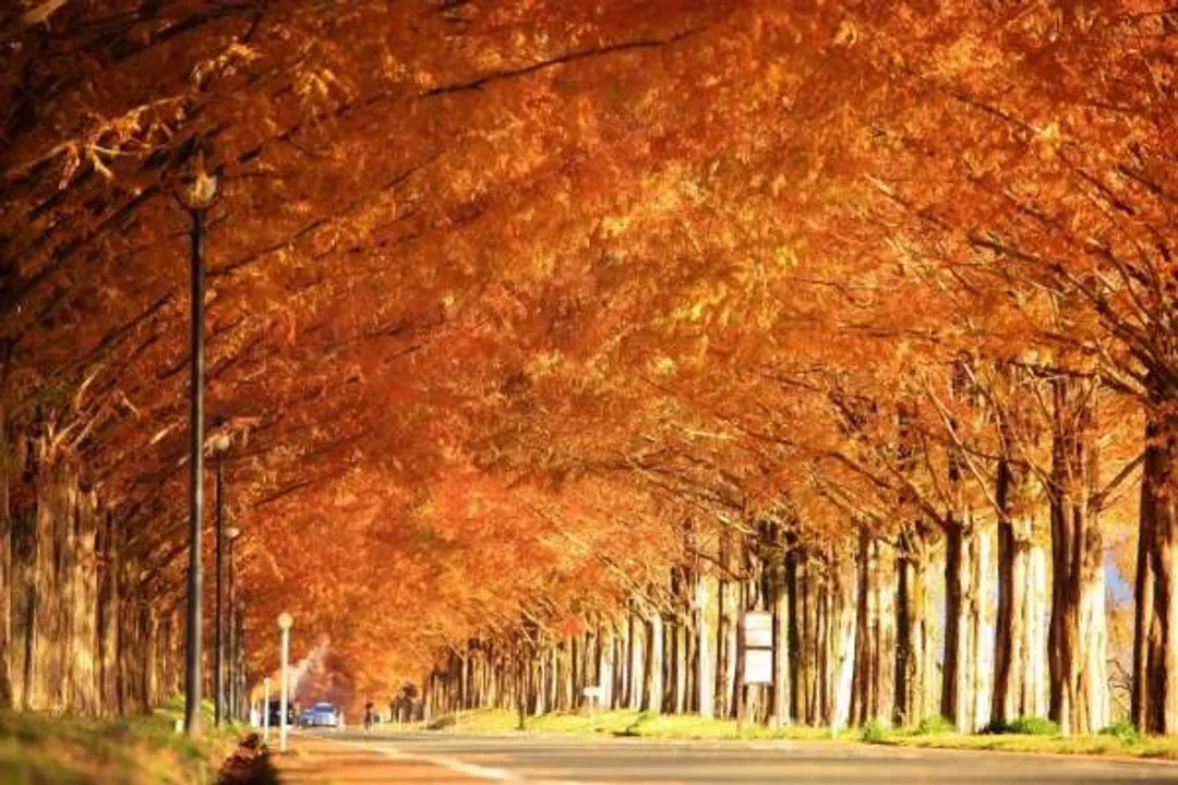 秋天-水杉林蔭大道(紅葉)
