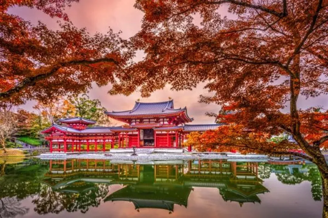 平等宇治茶香(紅葉)