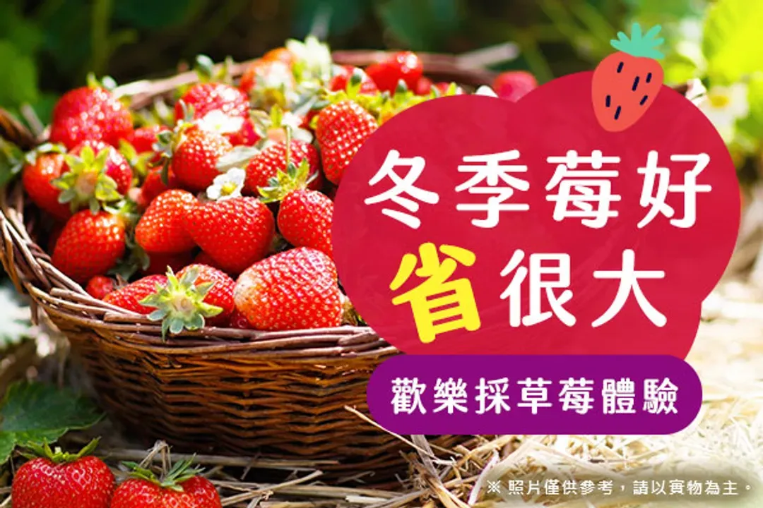 採草莓體驗