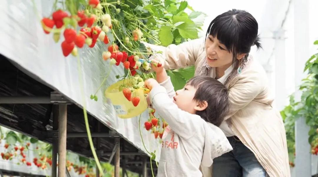 採草莓體驗