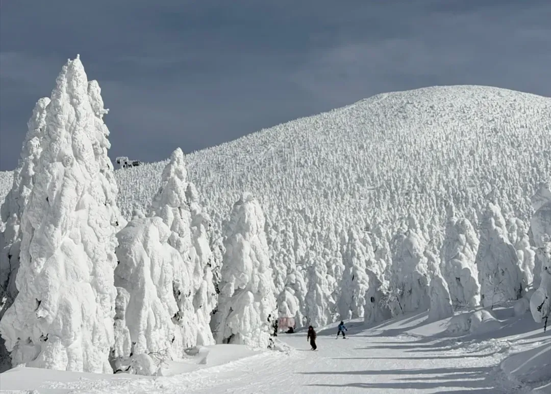 【湯澤/藏王/旭川地區滑雪】湯澤(岩原、湯澤中里)、藏王、旭川(聖誕禮物）滑雪場(四擇一) ｜團體中文教練全日課程-5