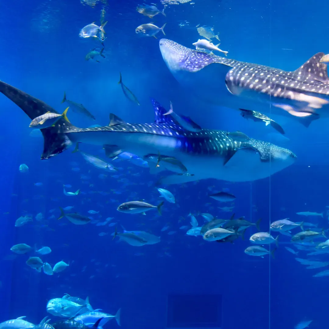 【來趣沖繩４日】鐘乳石玉泉洞、人氣海博館海豚秀、AEON永旺來客夢、小希臘瀨長島[含稅]