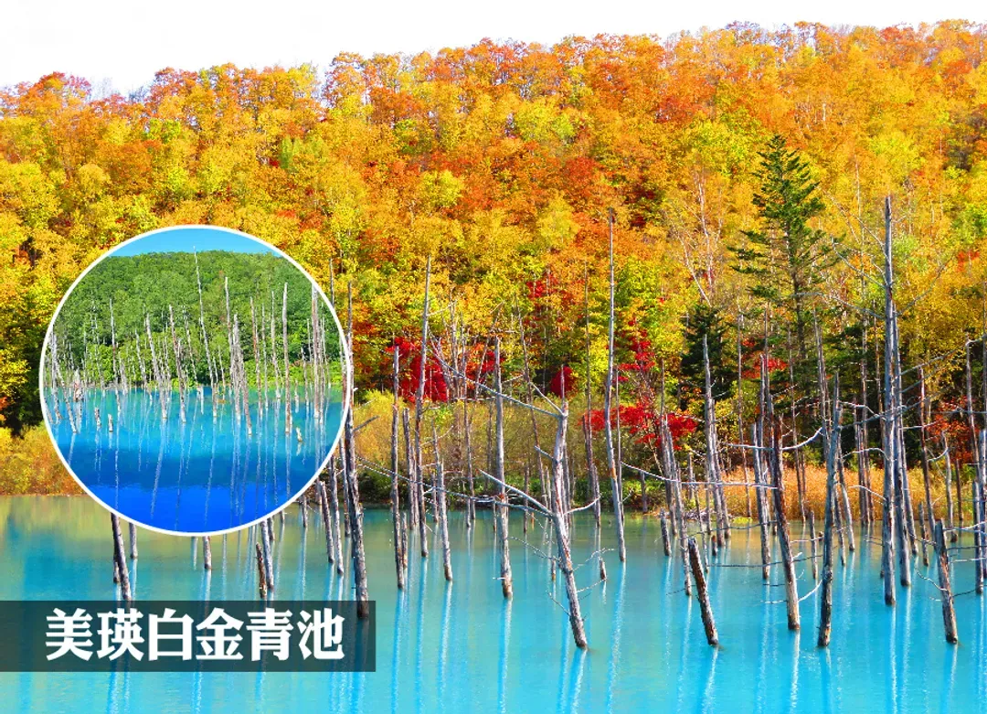 愛上北海道溫泉5日.紅葉絕景.鈴蘭秋香.可愛企鵝.豐平峽楓葉.洞爺花火.定山溪彩燈節.螃蟹饗宴.升等雙溫泉-7
