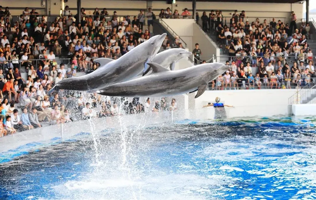 爆搶關西京阪神~全家旅遊首選｜海陸雙樂園X日本環球影城｜京都水族館.神戶動物王國.伏見稻荷大社.清水寺五日-5