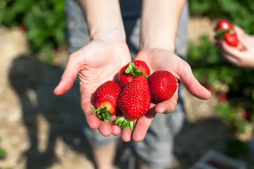 221201-jp-strawberry.jpg (5000×3333)