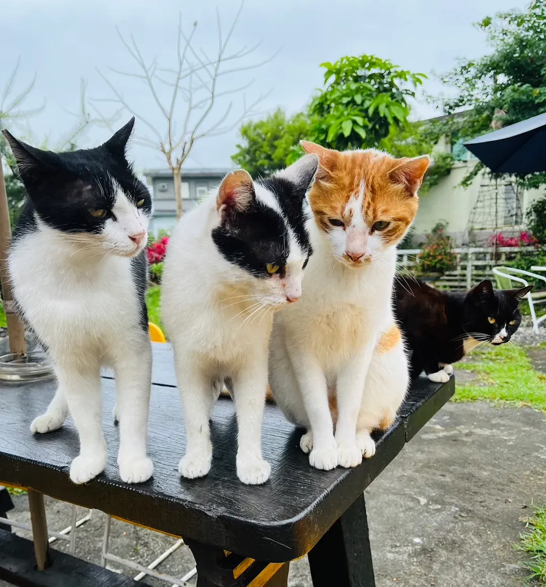 猫天空宠物乡村民宿