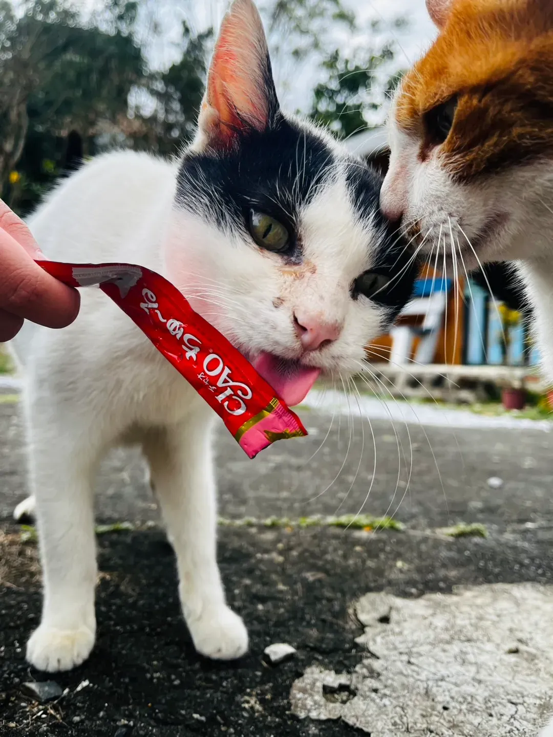 猫天空宠物乡村民宿