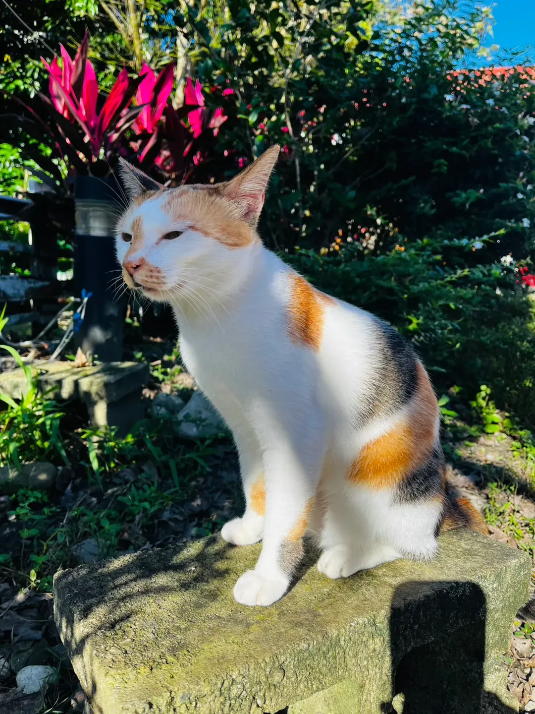 猫天空宠物乡村民宿