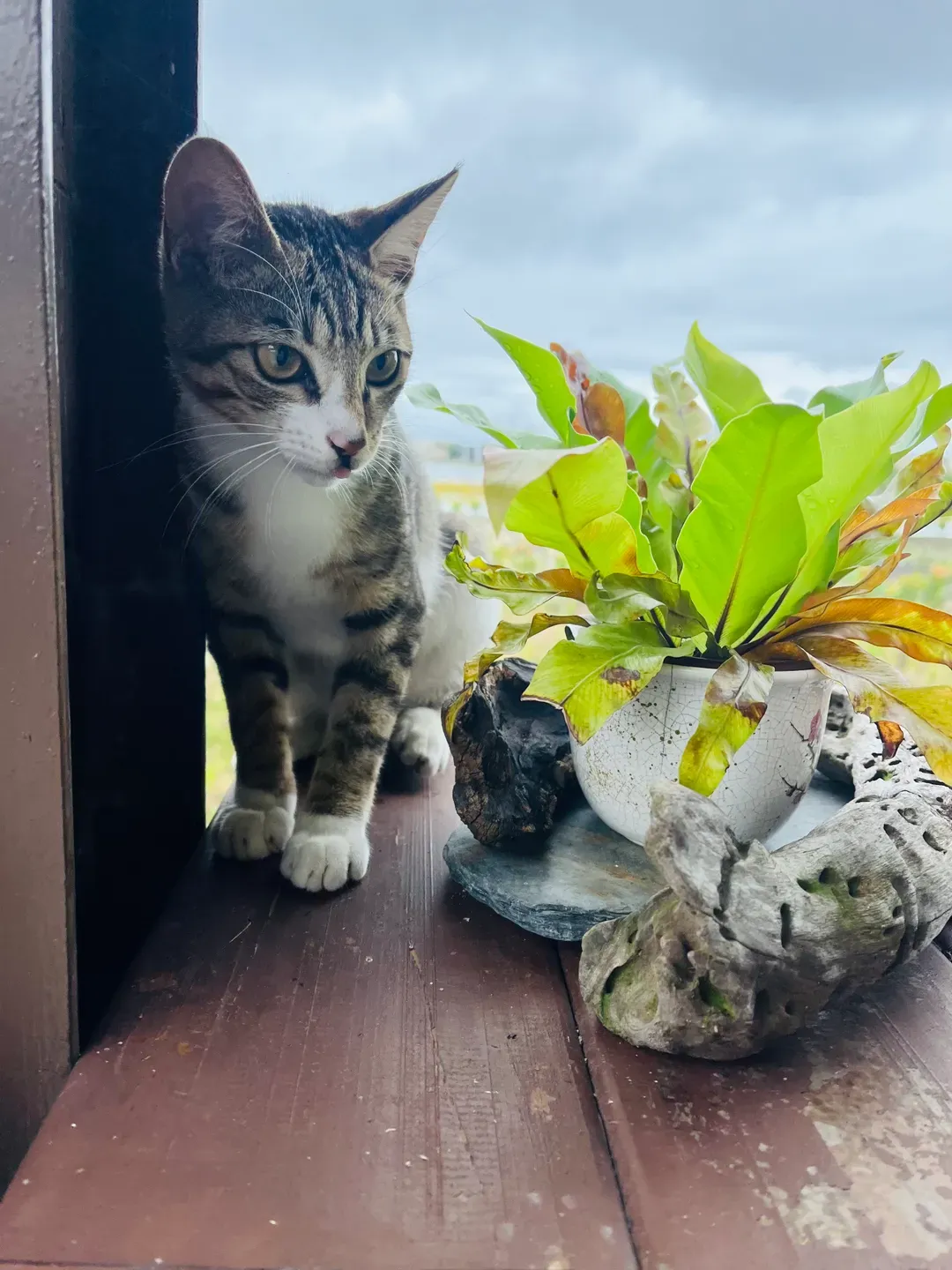 猫天空宠物乡村民宿