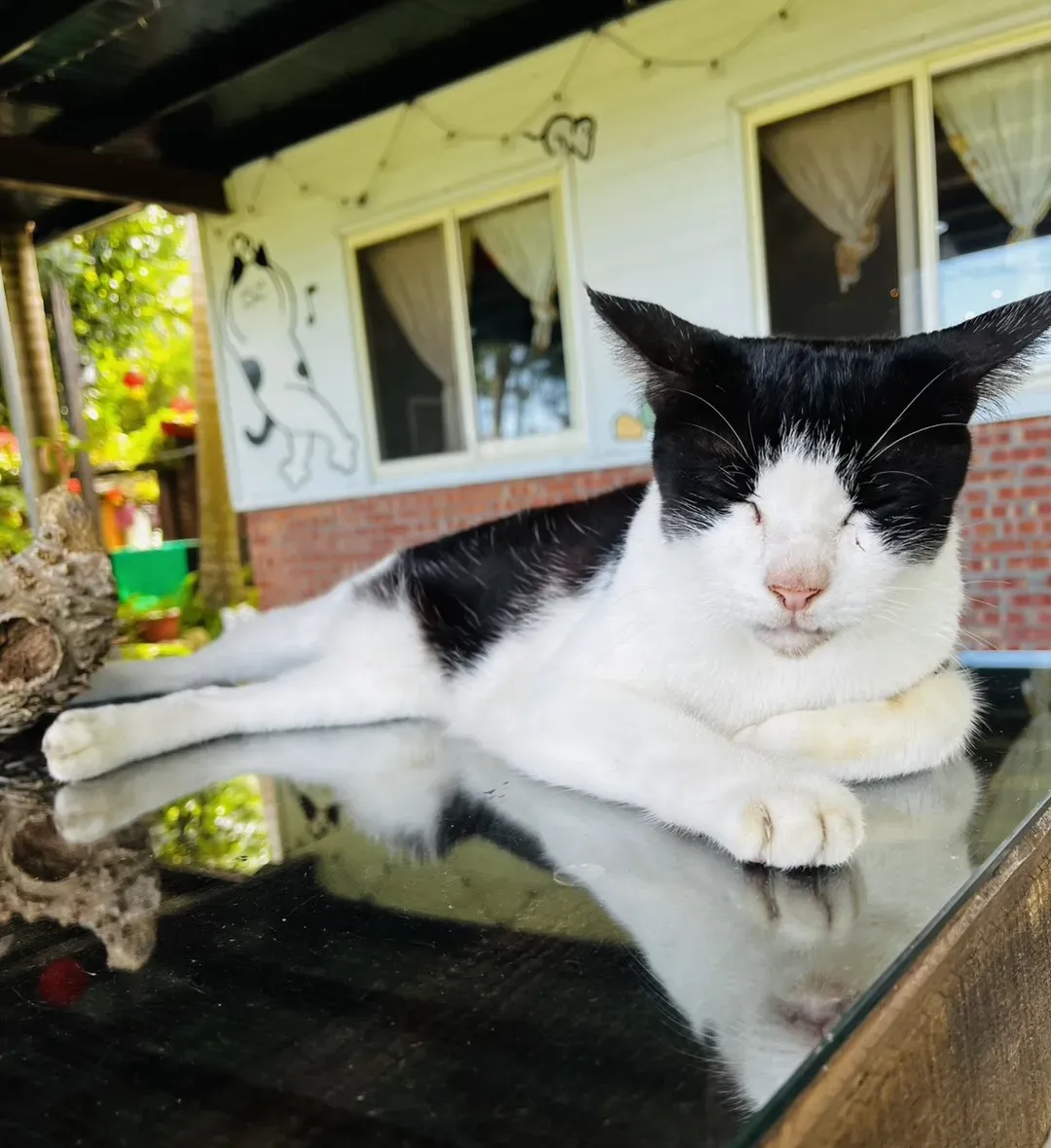 猫天空宠物乡村民宿