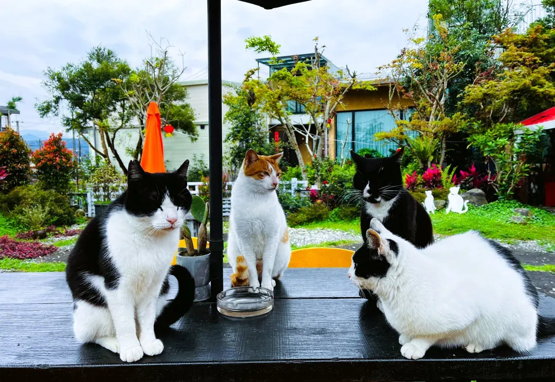 猫天空宠物乡村民宿