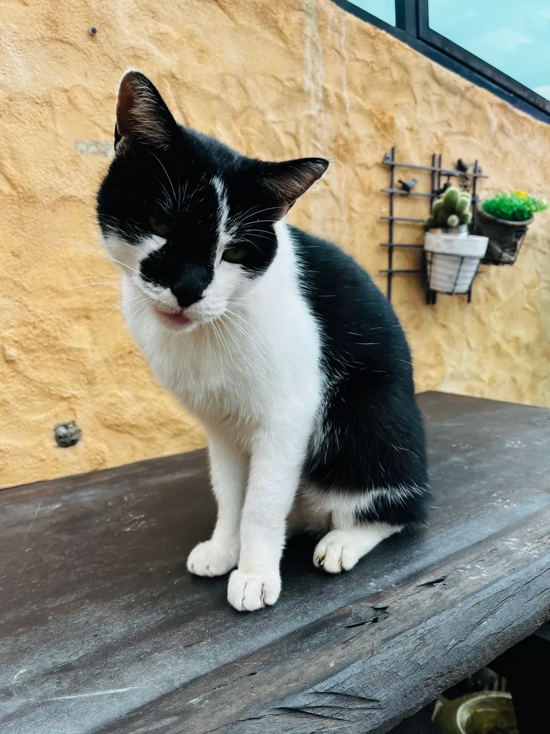 猫天空宠物乡村民宿