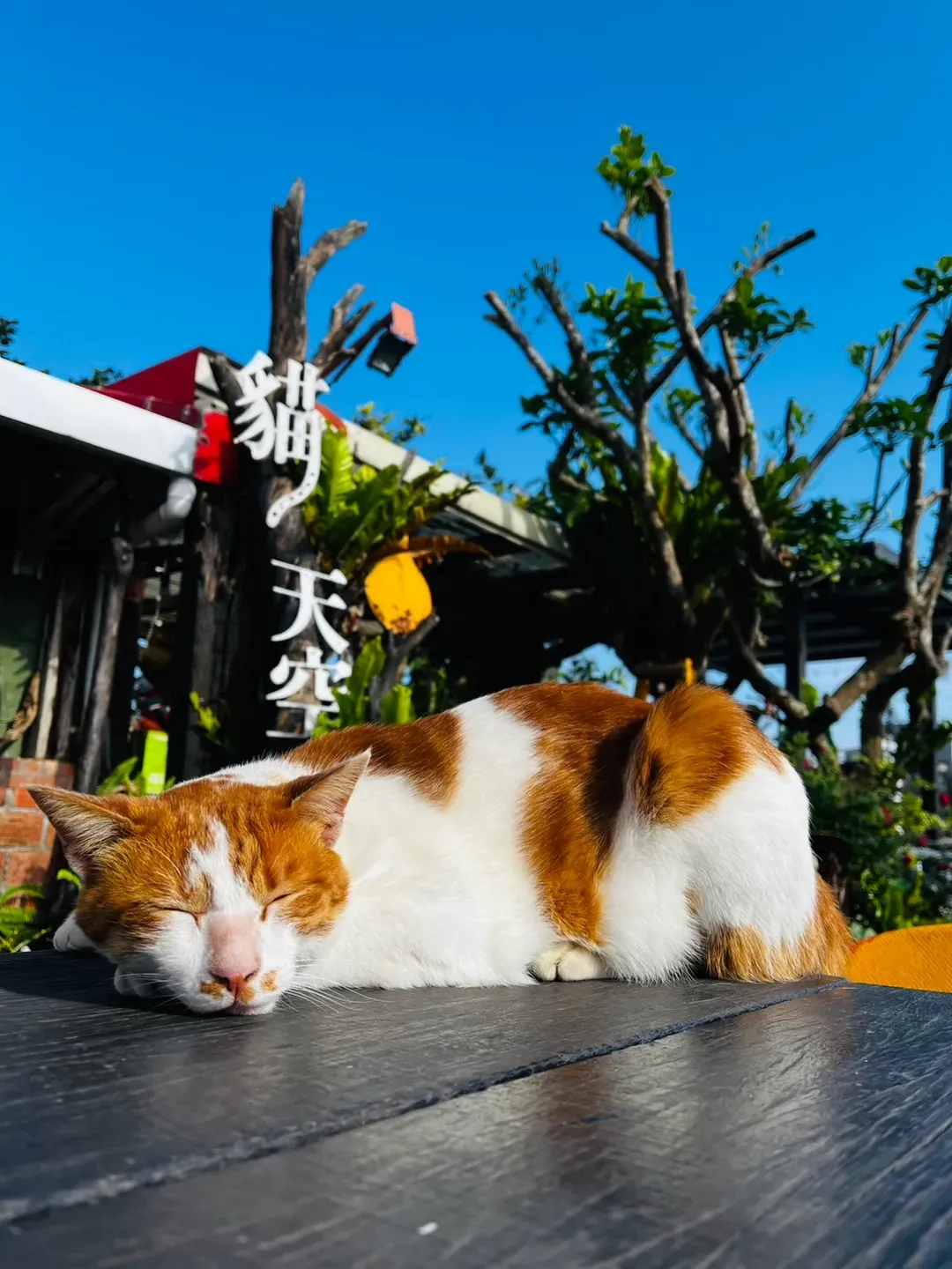 猫天空宠物乡村民宿