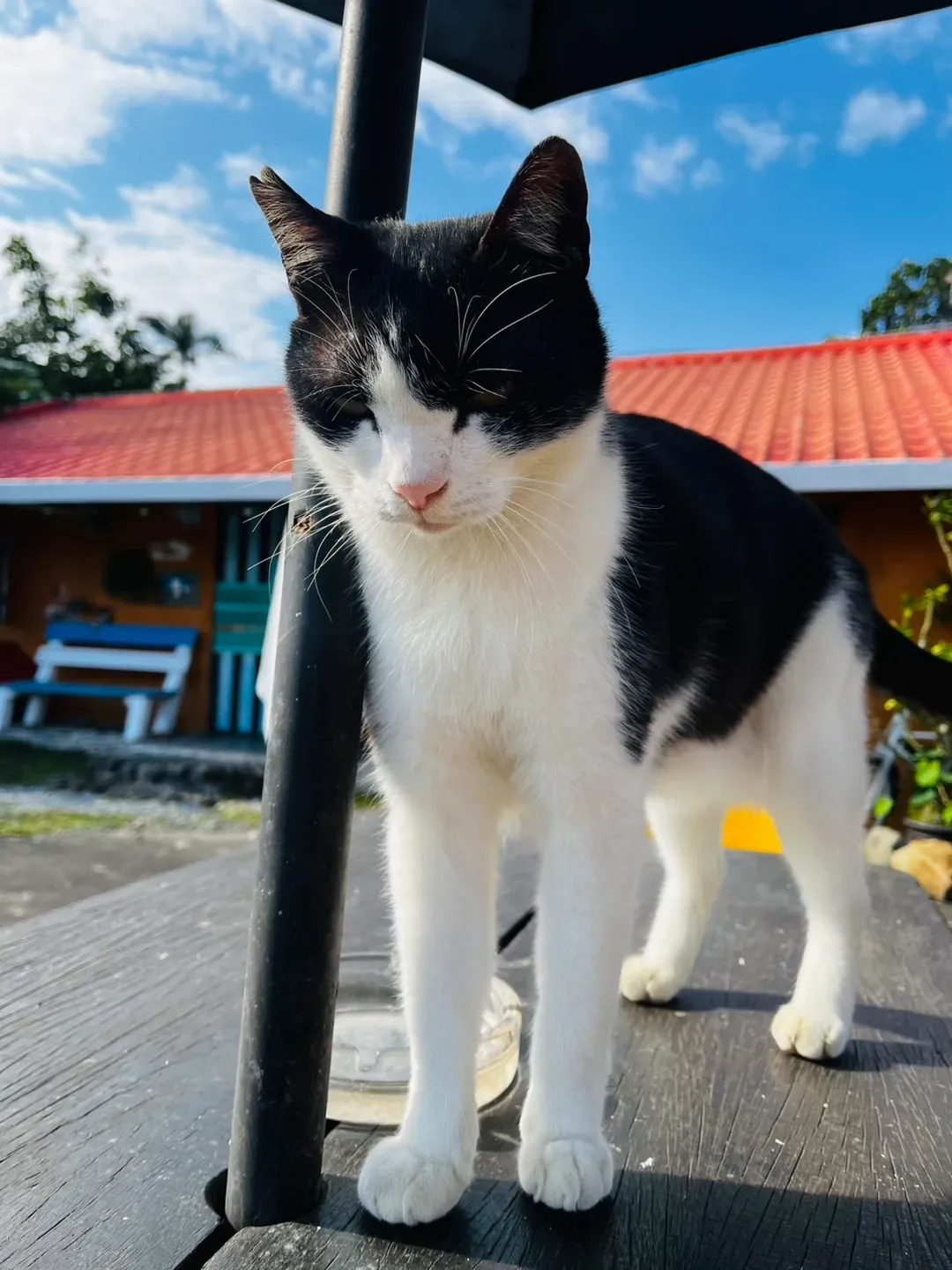 猫天空宠物乡村民宿