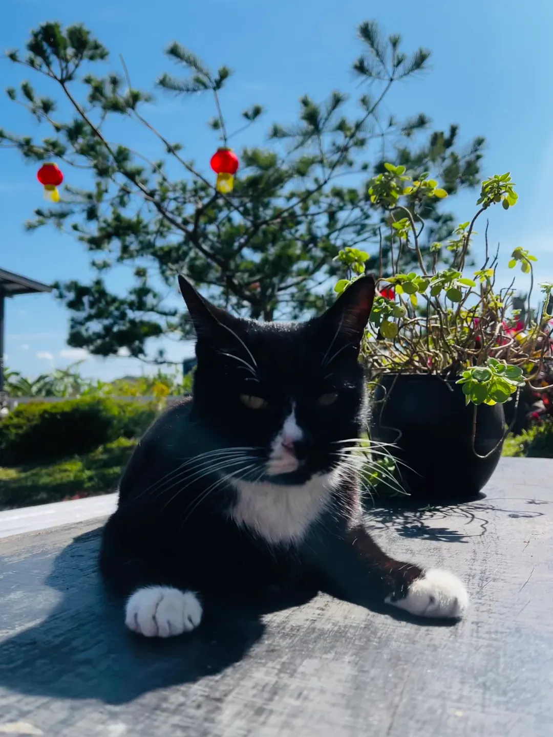 猫天空宠物乡村民宿