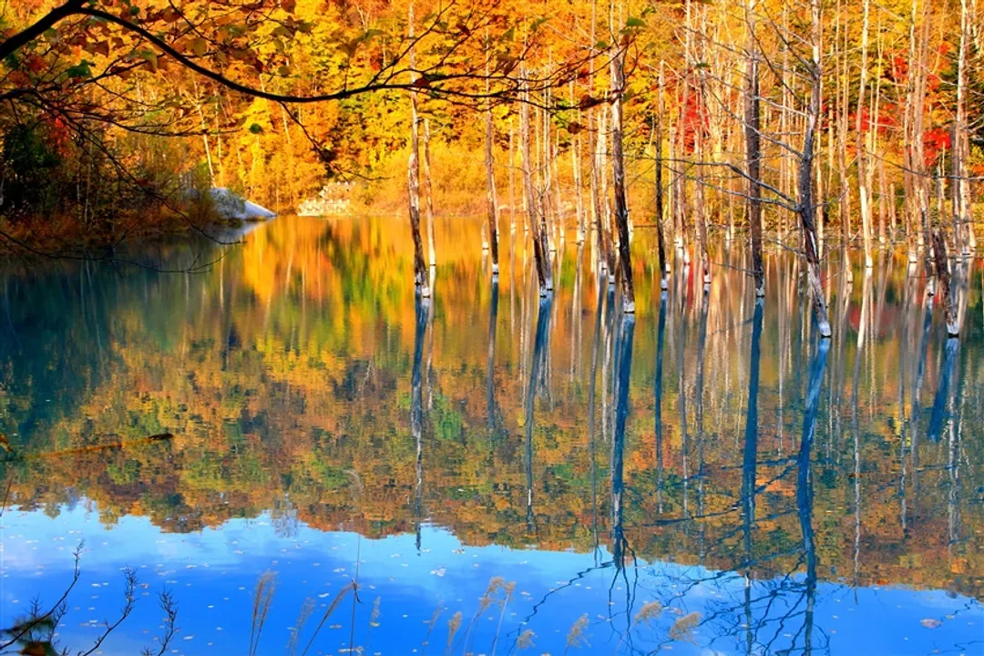 限量搶北海道旅遊｜紅葉絕景.洞爺湖花火.富良野美瑛青池.企鵝遊行.小樽運河.三大蟹溫泉五日-6