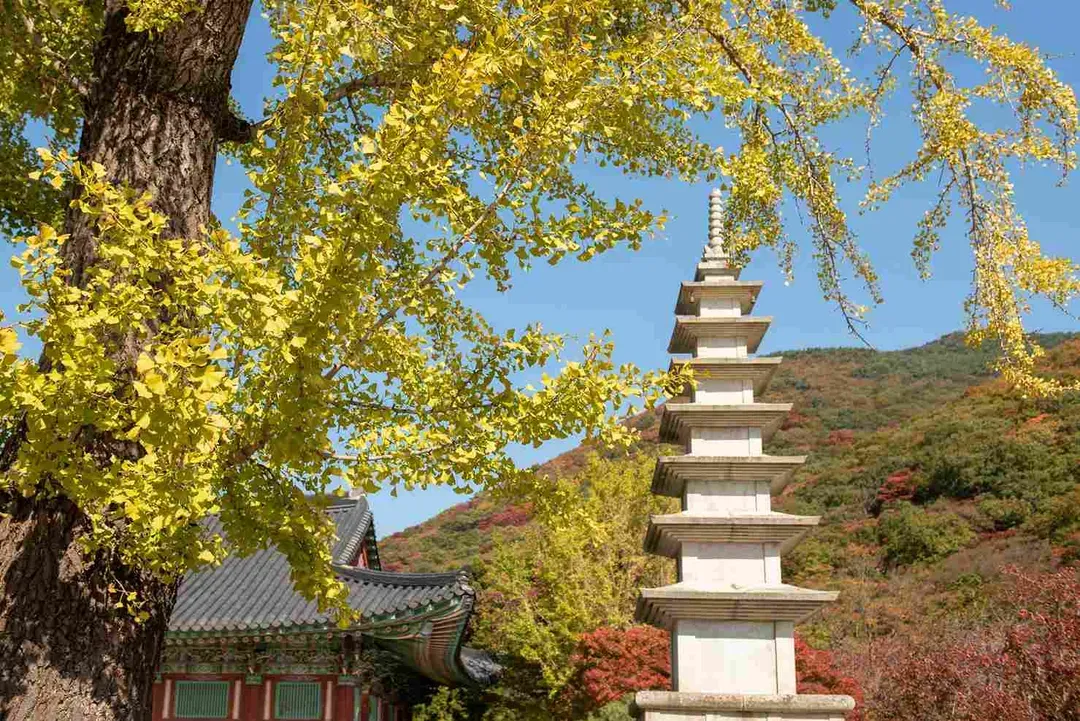 楓林山間～金井山梵魚寺