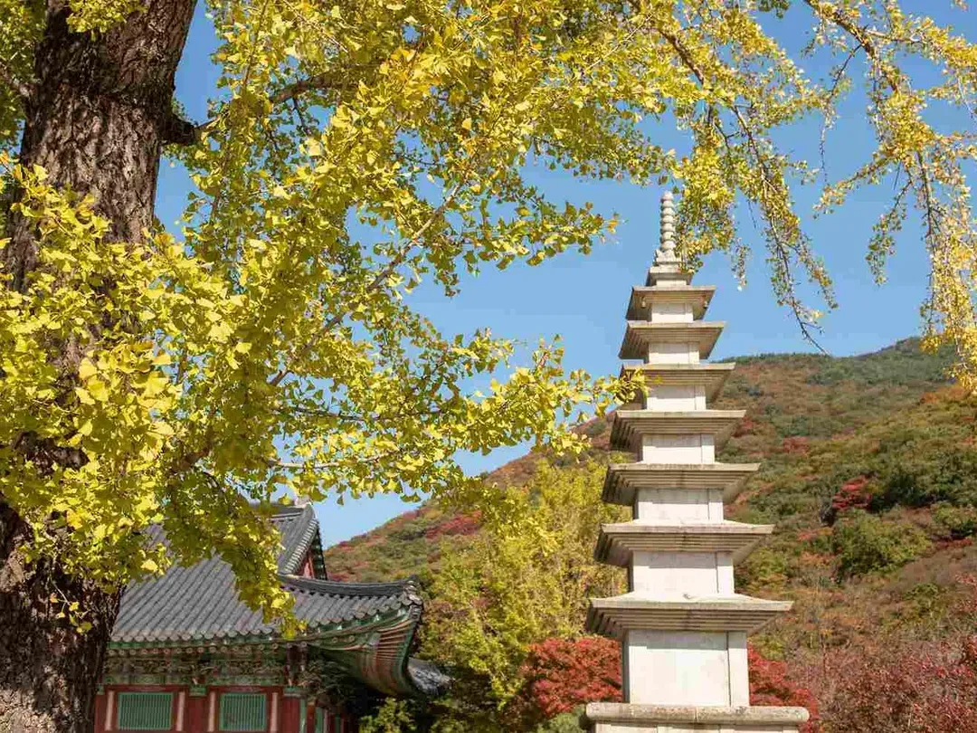 慢遊楓紅釜山半自助｜慶州賞楓秘境.銀杏大道.海雲台遊艇.海理團路(一站購物彩妝)5日