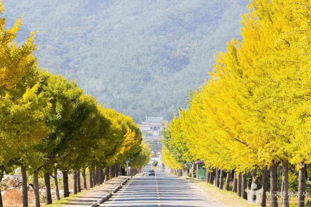 銀杏大道~統一殿