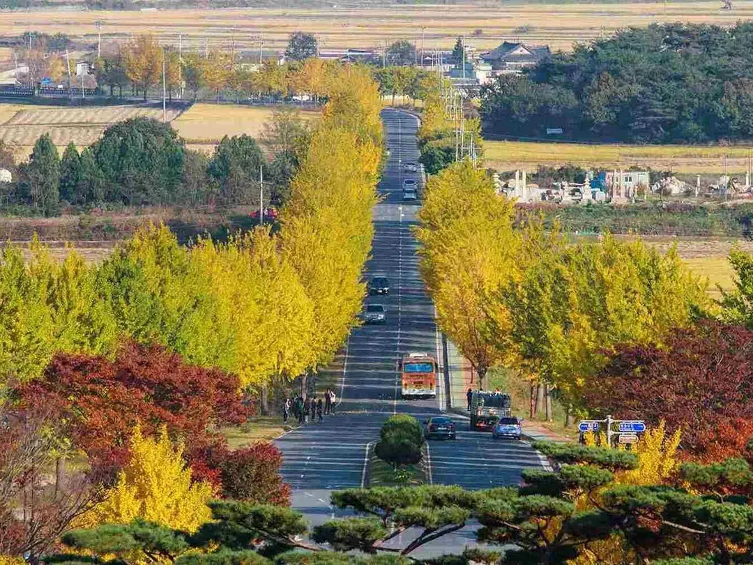 慢遊楓紅釜山半自助｜慶州賞楓秘境.銀杏大道.海雲台遊艇.海理團路(一站購物彩妝)5日-5