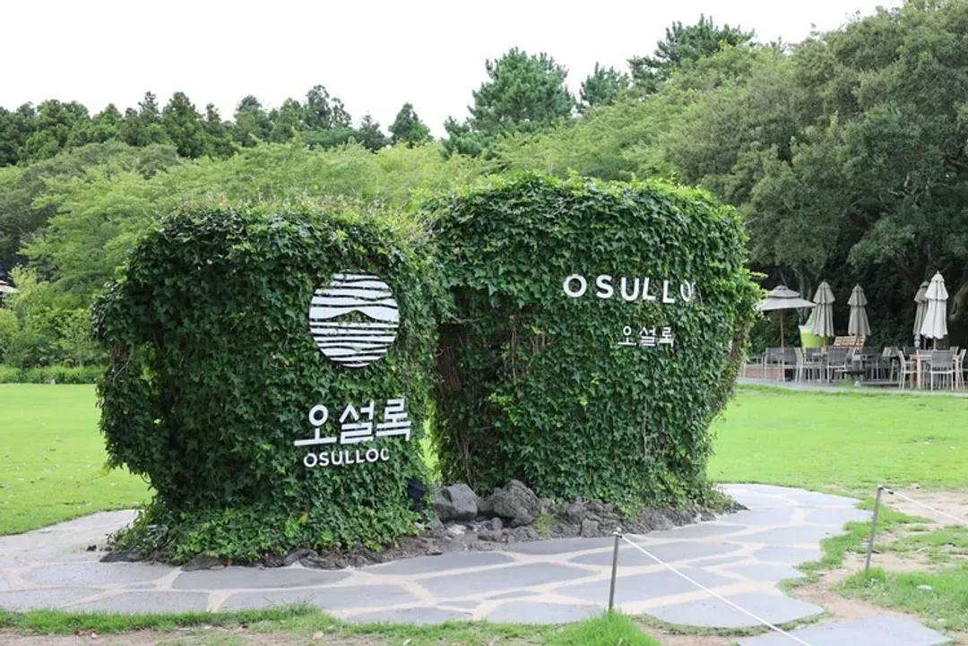 楓紅濟州|漢拏山賞楓.牛島海洋公園.英式小火車.城山日出峰.綠茶博物館.採橘體驗五日(彩妝)-6