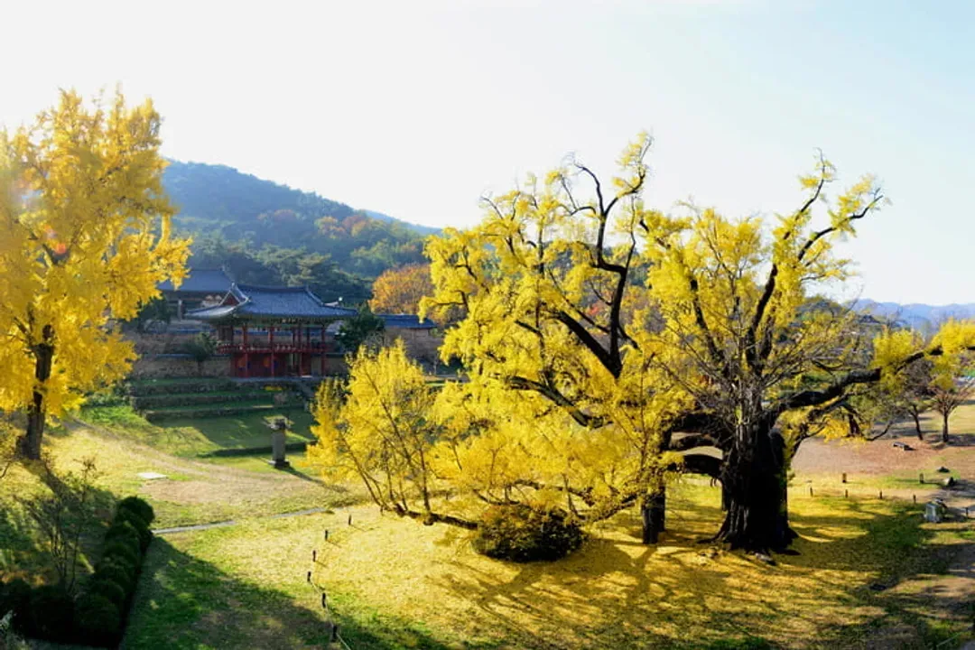 釜山慶典｜釜山煙火節(R席).慶州古都楓葉.金剛公園紅葉纜車.八公山纜車.汗蒸幕體驗(一站彩妝)五日-5