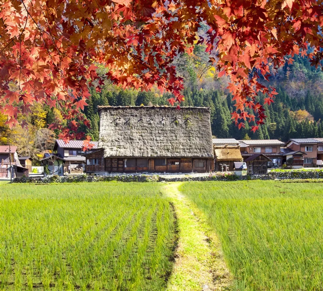 一起揪吧大阪北陸南紀｜楓紅立山黑部.三方五湖.夢幻合掌村.伊勢神宮.楓紅香嵐溪.秘境熊野古道.螃蟹伊勢龍蝦十日｜高雄-8