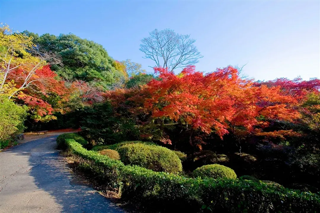 省最大九州｜楓紅名所.一目八景.雲仙纜車.御船山樂園.深耶馬溪.斜坡纜車溫泉五日【高雄直飛】-8