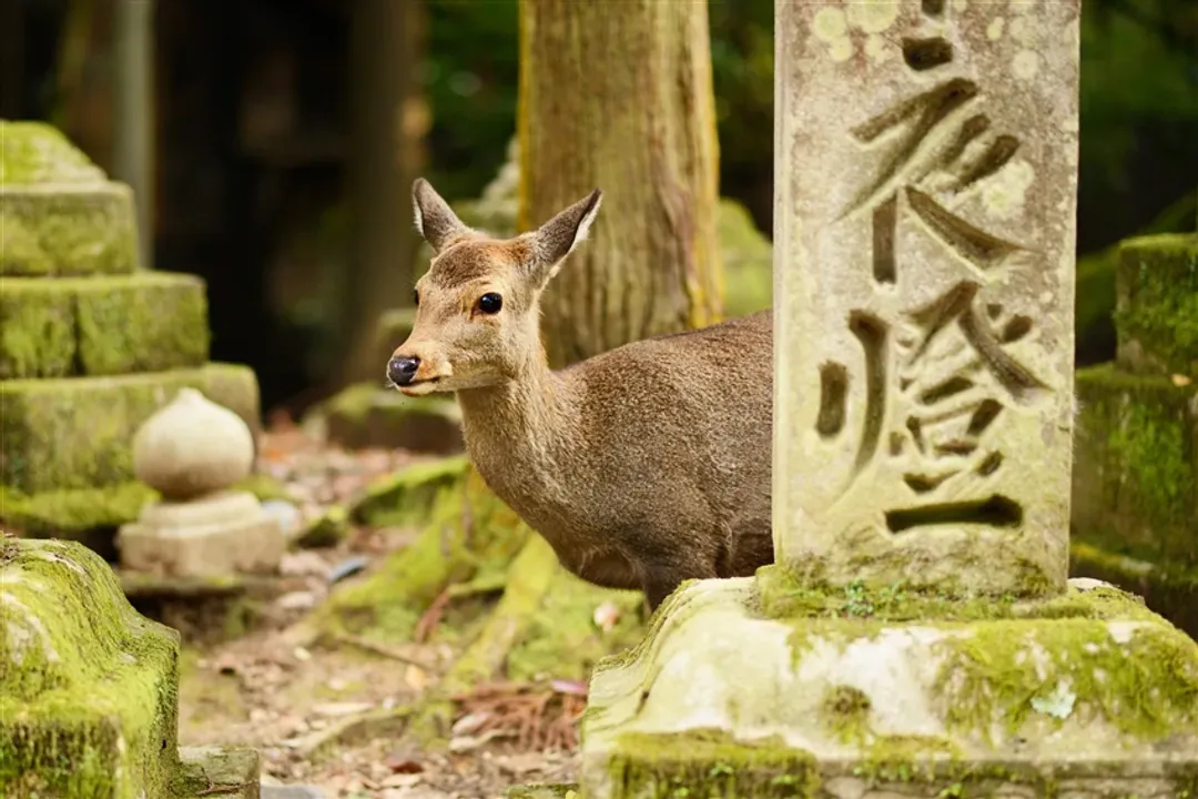 楓紅米其林珍稀旅｜關西雙鐵道｜保住萬豪星鑰宿・唯美古寺夜楓・宅邸庭園饗宴・絕美倒映長谷寺・志摩溫泉｜6日-6