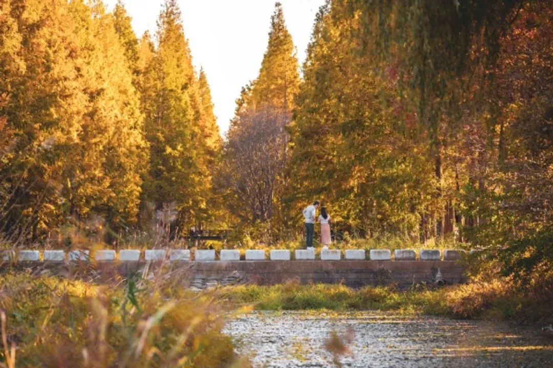 慶州千年公園-千年森林庭園(賞楓)