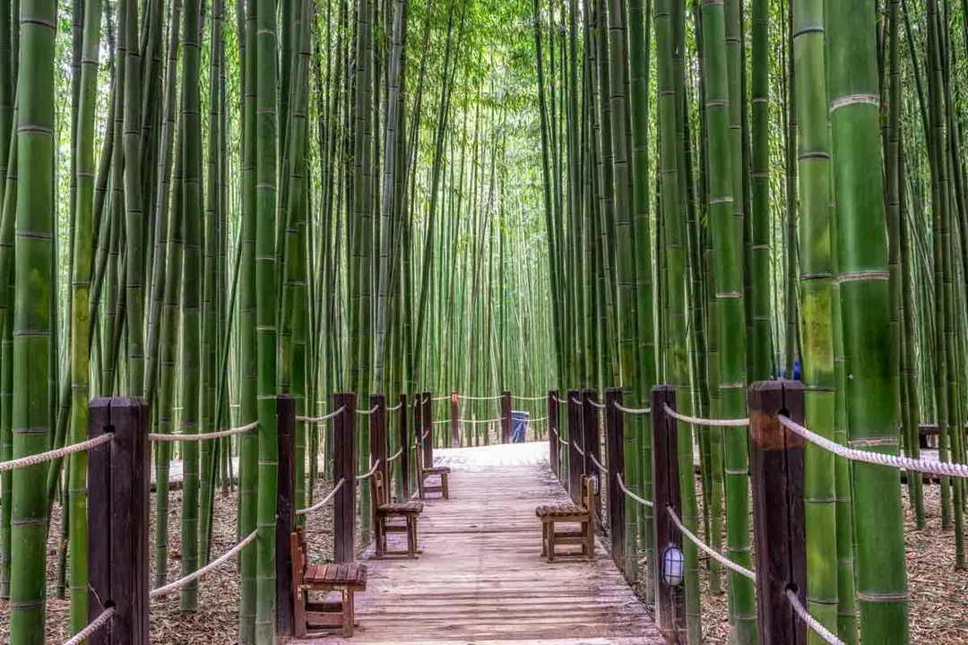 釜慶秋日童話～千年森林庭園、韓國觀光百選、天空膠囊列車、海景咖啡廳五日-6